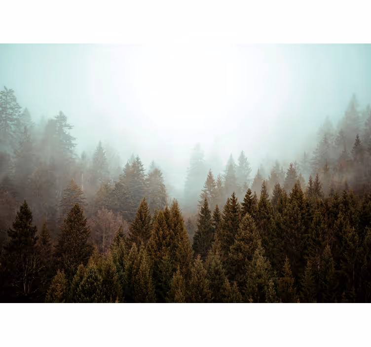 Foto behang bos mistig groenblijvend woud - TenStickers