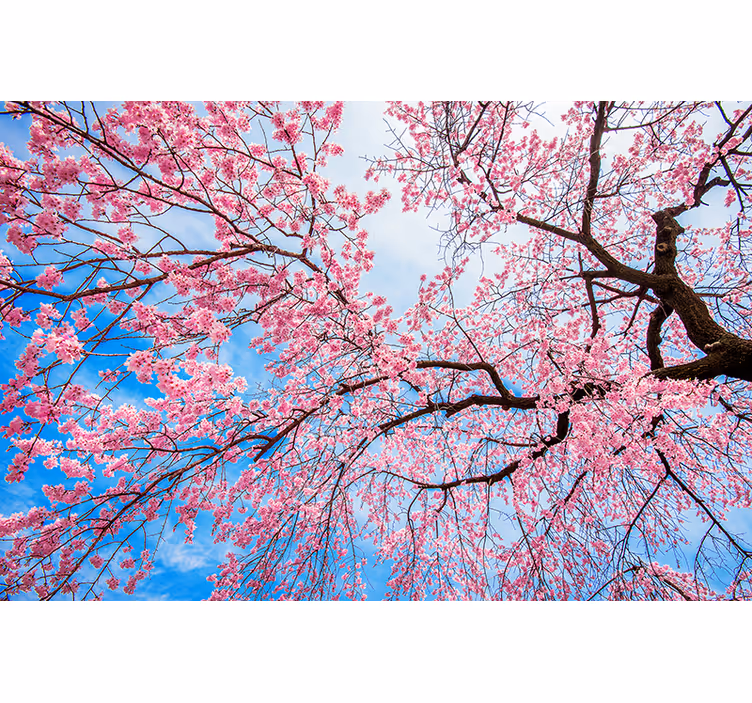 Bloemen foto behang bloeiende kersenbloesems - TenStickers