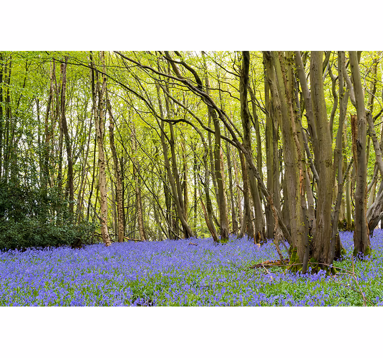 Foto behang bos levendige groene bomen - TenStickers