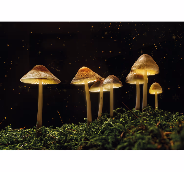Fotobehang natuur glanzende paddenstoelen scene - TenStickers