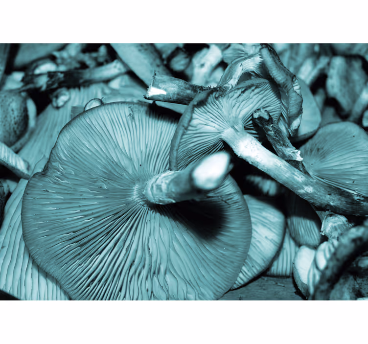 Fotobehang natuur paddenstoelen bunch - TenStickers