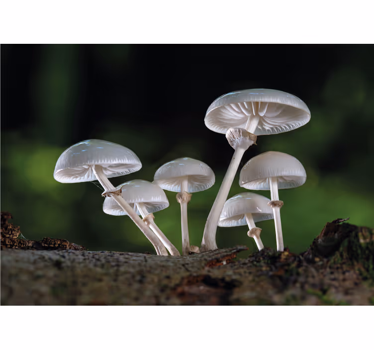 Fotobehang natuur paddenstoelencluster groei - TenStickers