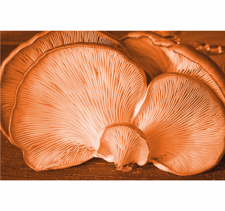 Bloemen foto behang paddenstoelen textuur display - TenStickers