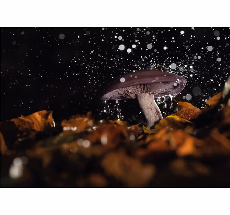 Fotobehang natuur paddenstoel water splash - TenStickers
