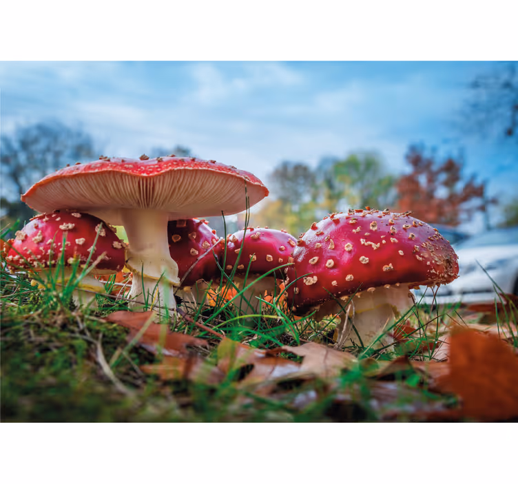 Fotobehang natuur rode paddenstoelen cluster - TenStickers