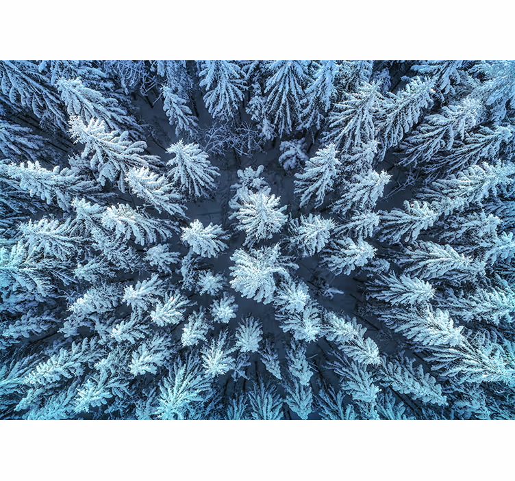 Fotobehang natuur bevroren dennenbos - TenStickers