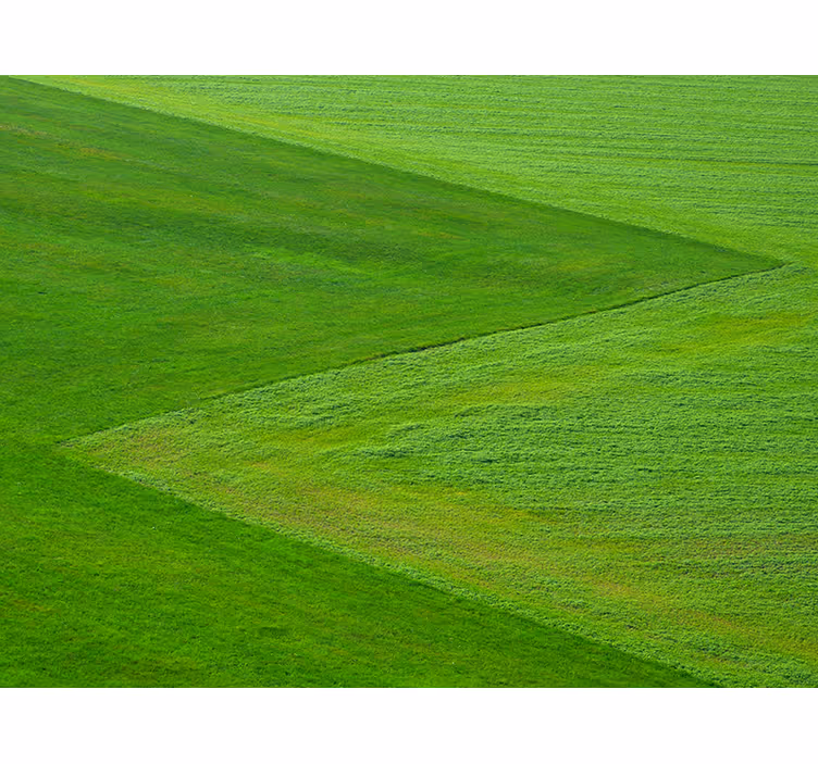Puur groene velden fotobehang natuur - TenStickers