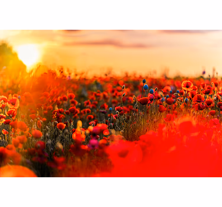Lenteveld bij zonsondergang fotobehang klaprozen - TenStickers