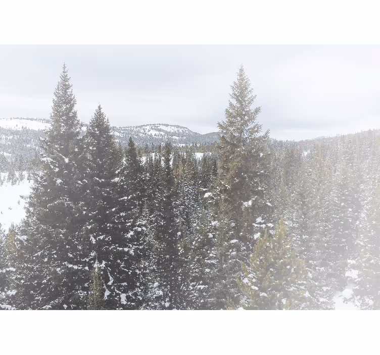 Fotobehang natuur sneeuwachtig evergreen landschap - TenStickers