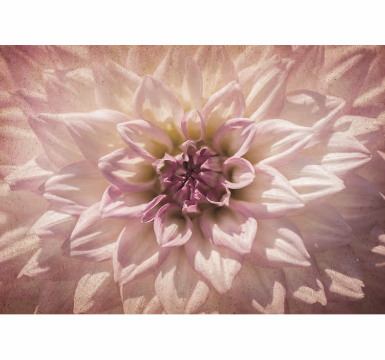 Delicate roze bloesem fotobehang bloemen - TenStickers