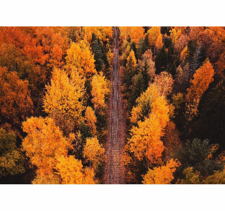 Fototapet landschap herfstbospad - TenStickers