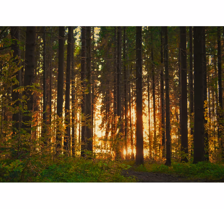 Behang bos zonsondergang boom silhouetten - TenStickers