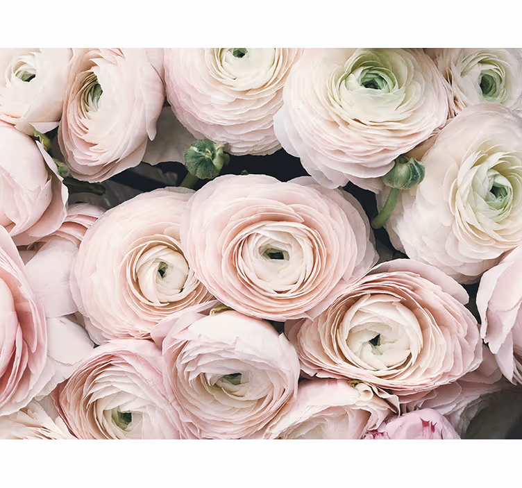 Bloemen foto behang delicate ranunculus bloemen - TenStickers