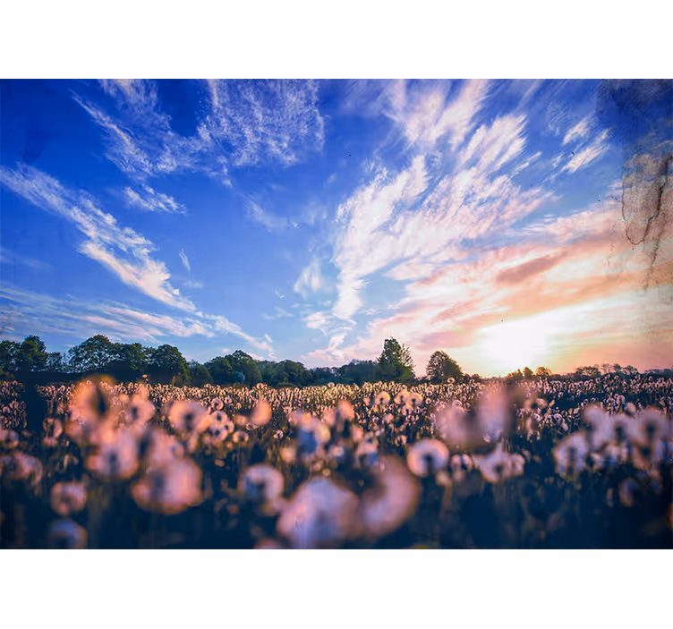 Bloemen foto behang paardenbloemenveld sereniteit - TenStickers
