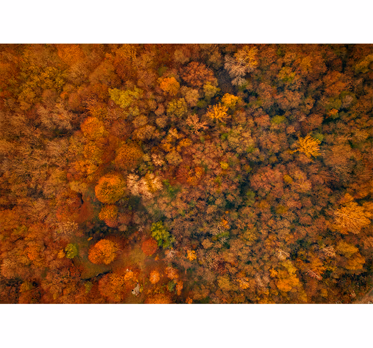 Fotobehang natuur herfstbladeren bovenaanzicht - TenStickers