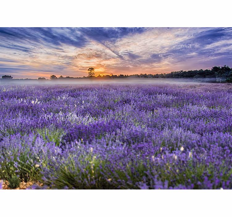 Bloemen foto behang lavendelveld in de schemering - TenStickers