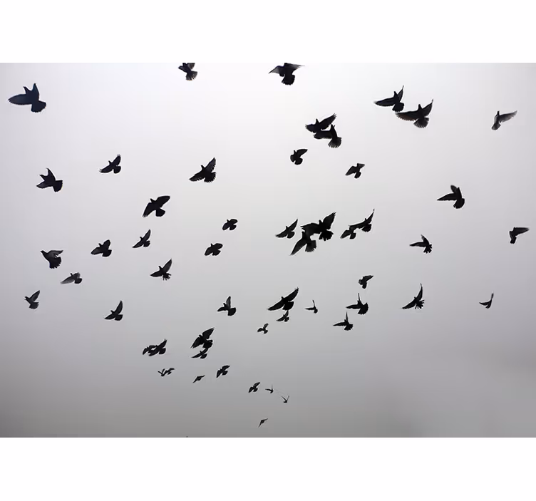 Foto behang dieren vliegende zwarte vogels - TenStickers
