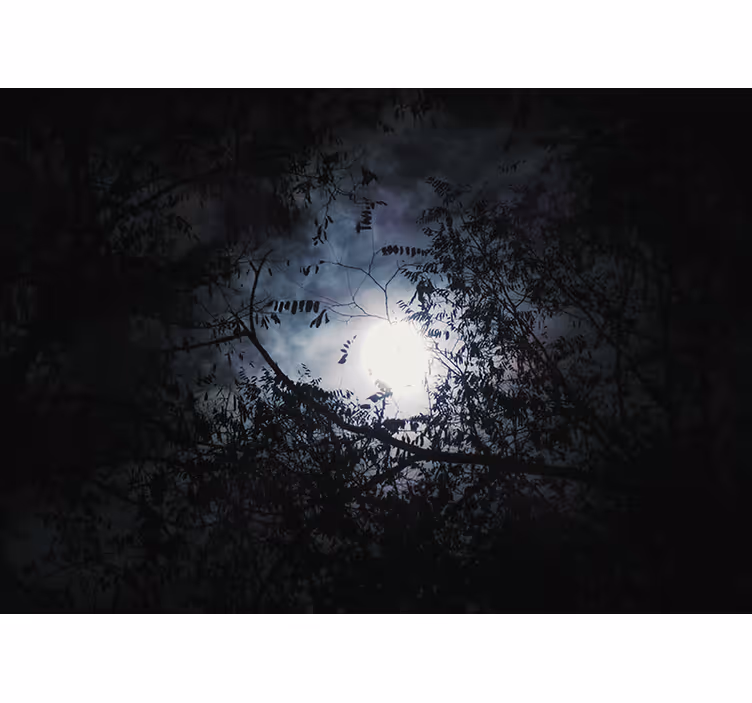 Fotobehang natuur maanverlichte takken - TenStickers