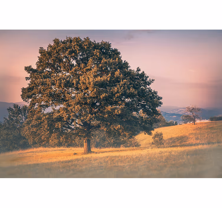 Fotobehang natuur eik van grand oak tree - TenStickers