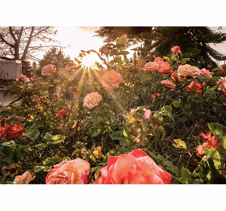 Bloemen foto behang zonovergoten rozen tuin - TenStickers