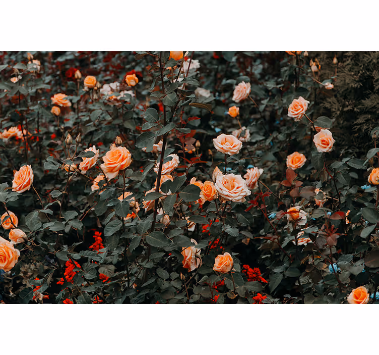 Fotobehang bloemen rozen in bloei - TenStickers