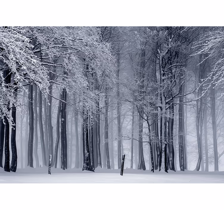 Besneeuwd boomlandschap foto behang bos - TenStickers