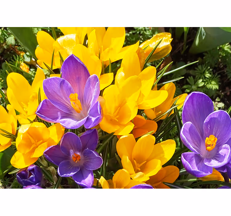 Bloemen foto behang kleurrijke krokusbloemen - TenStickers
