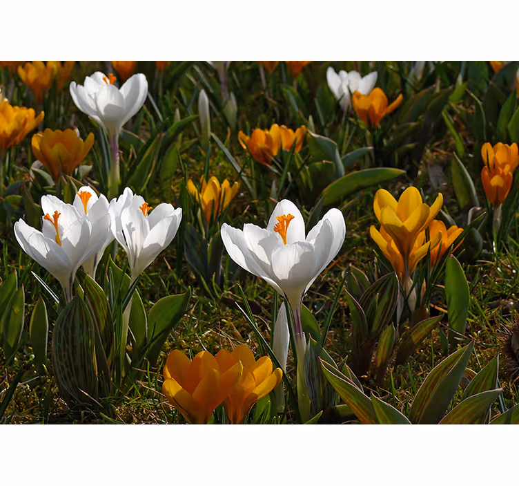 Bloemen foto behang crocus bloemen bloei - TenStickers
