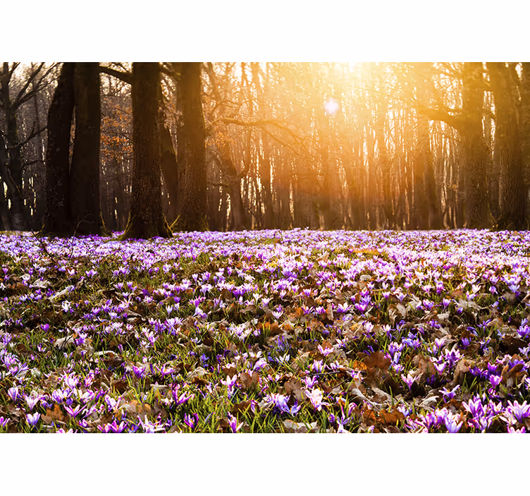 Bloemen foto behang zonovergoten bloemenweide - TenStickers