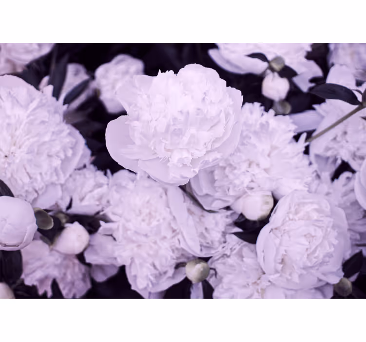 Bloemen foto behang lavendel pioenrozen bloesem - TenStickers