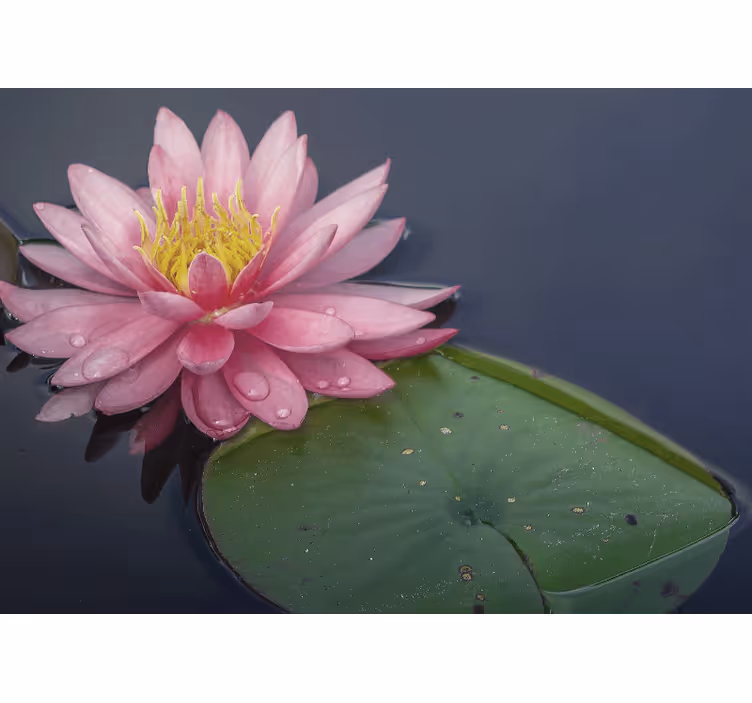 Serene roze loto fotobehang bloemen - TenStickers