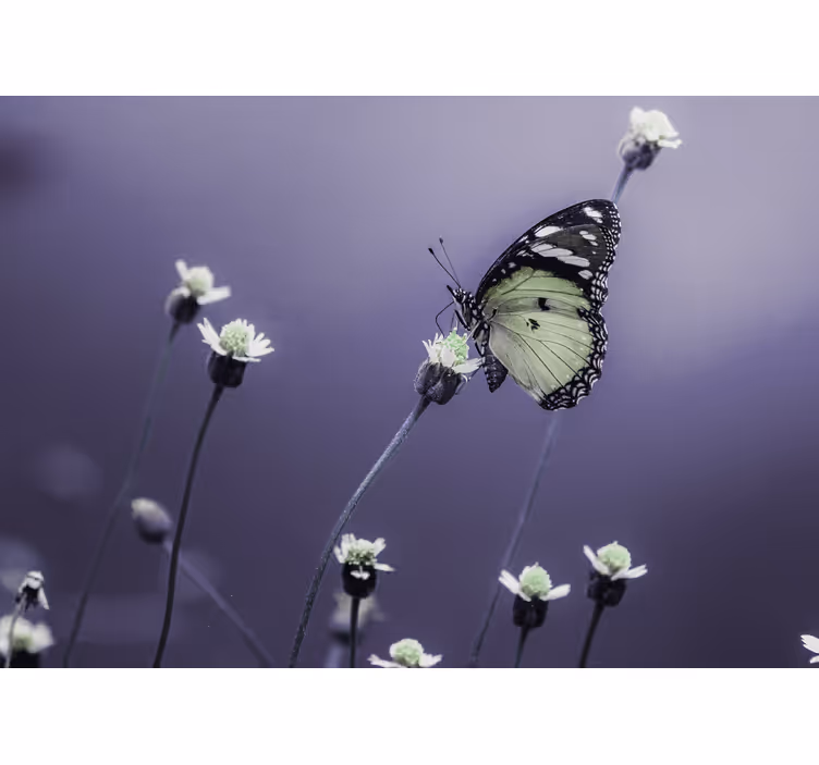 Bloemen foto behang vlinder op bloemen - TenStickers