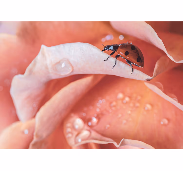 Bloemen foto behang lieveheersbeestje op bloemblad - TenStickers