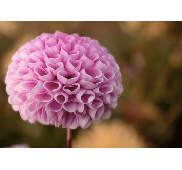 Bloemen foto behang roze bloemenbol - TenStickers