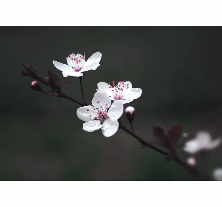 Fotobehang klaprozen sakura tak - TenStickers
