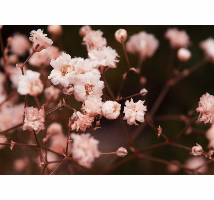Bloemen foto behang delicate bloeiende bloemen - TenStickers