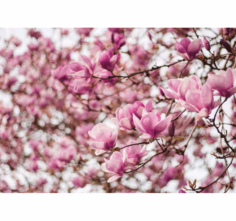 Magnolia fotobehang magnolia bloesem display - TenStickers