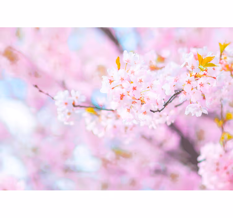 Bloemen foto behang kersenbloesem pracht - TenStickers
