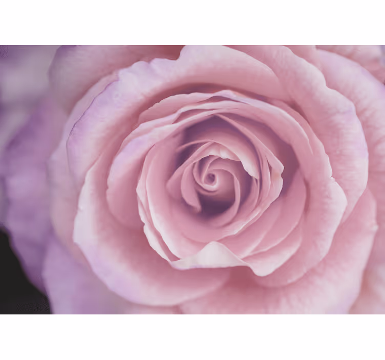 Bloemen foto behang roze rozenbloesem - TenStickers