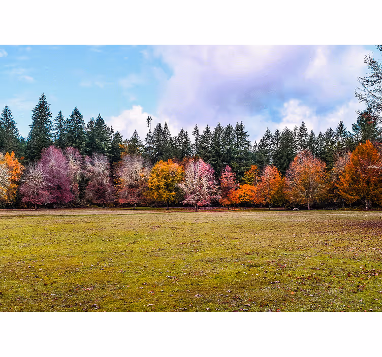 Natuur behang kleurrijk herfstbos - TenStickers