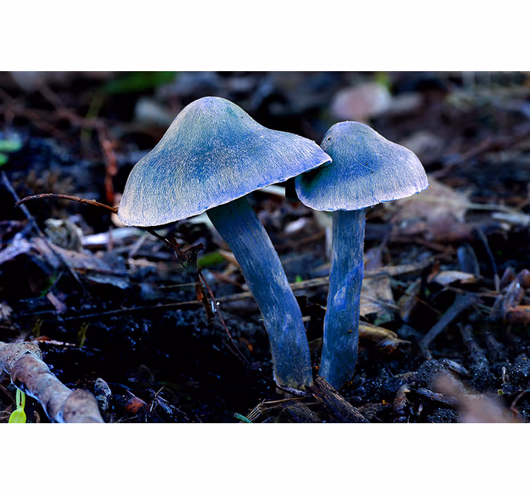 Fotobehang natuur unieke paddestoelvormen - TenStickers