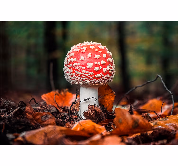 Fotobehang natuur vliegenzwam - TenStickers