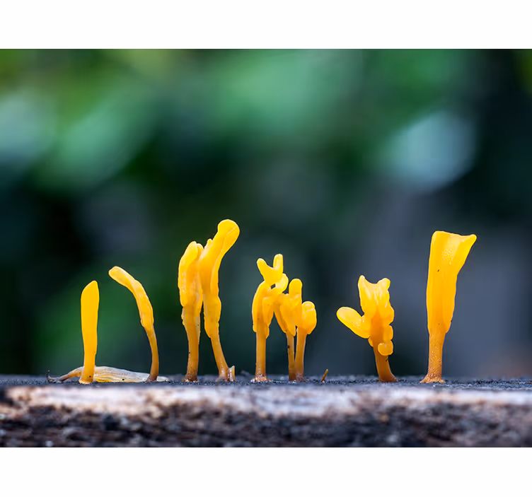 Gele schimmelgroei fotobehang natuur - TenStickers
