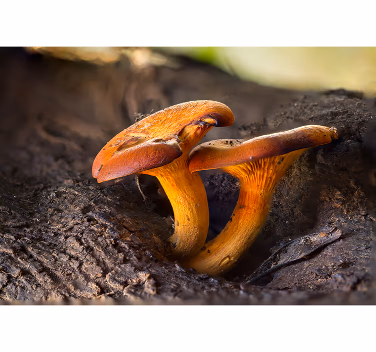 Foto behang bos paddenstoelen natuurscène - TenStickers