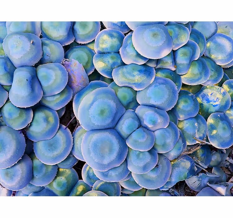 Fotobehang natuur kleurrijke vetplant close-up - TenStickers