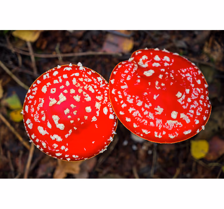 Fotobehang natuur rode paddestoelen hoedjes - TenStickers