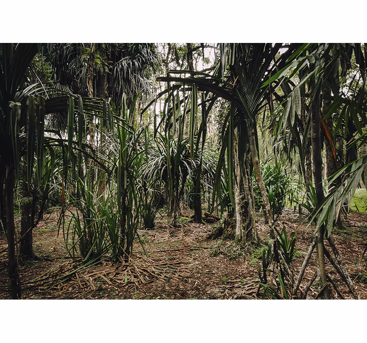 Weelderige tropische wildernis foto behang woonkamer - TenStickers