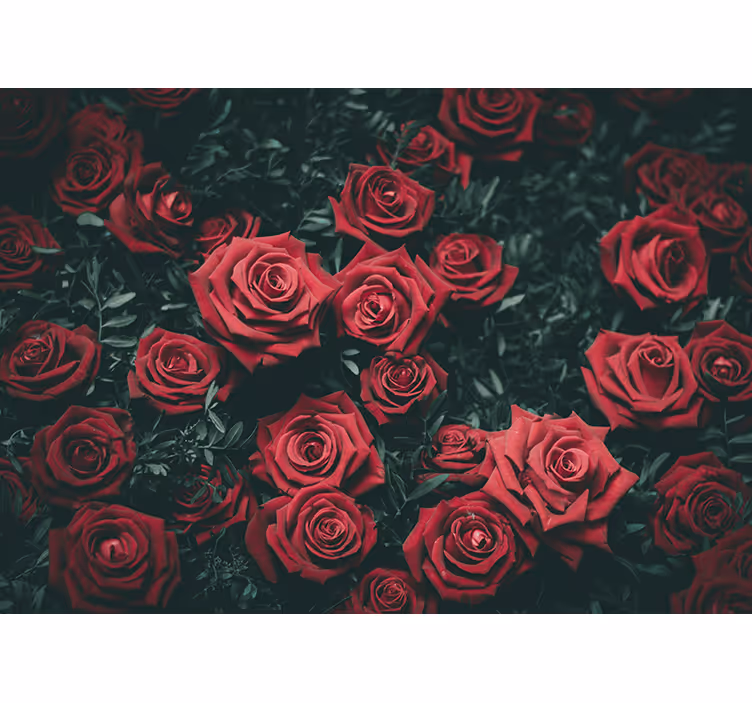 Bloemen foto behang romantische rode rozen - TenStickers