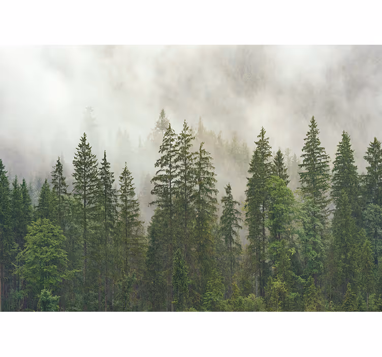 Foto behang bos haze in het bos - TenStickers