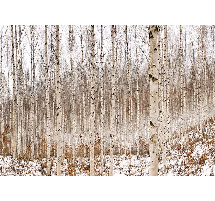 Foto behang bos sneeuwige berkenwoud - TenStickers
